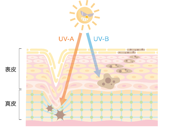 uvaイラスト