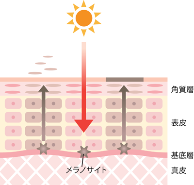 肌断面