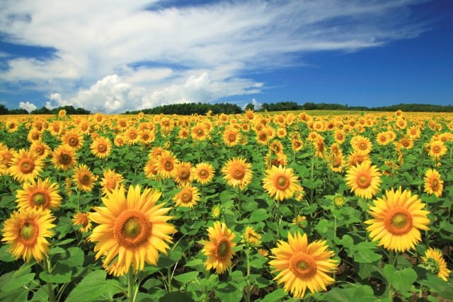 夏