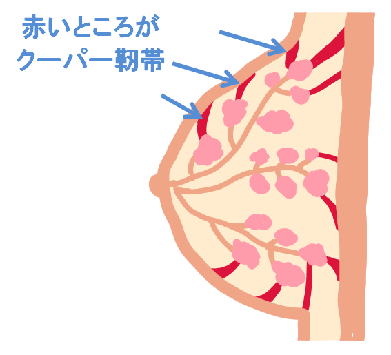 クーパー靭帯_イラスト