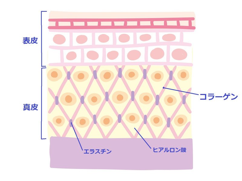 コラーゲンイラスト