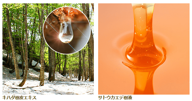 ストレピア_樹液