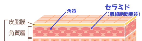 セラミド_イラスト
