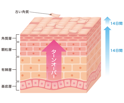 ターンオーバー