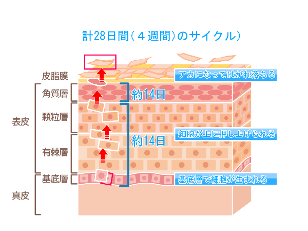 ターンオーバー正常_イラスト