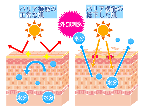 バリア機能イラスト