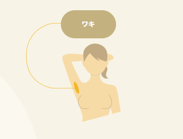 ワキの範囲