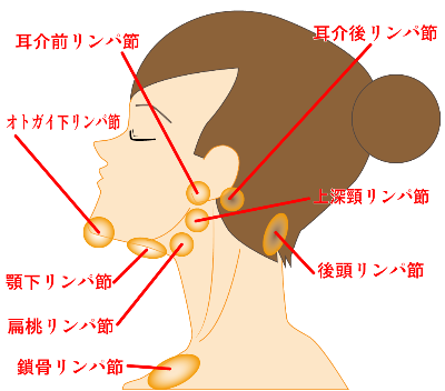リンパ図
