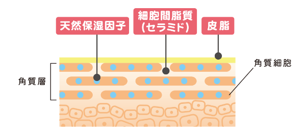 持田製薬_角層イラスト