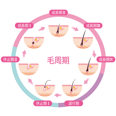 毛周期