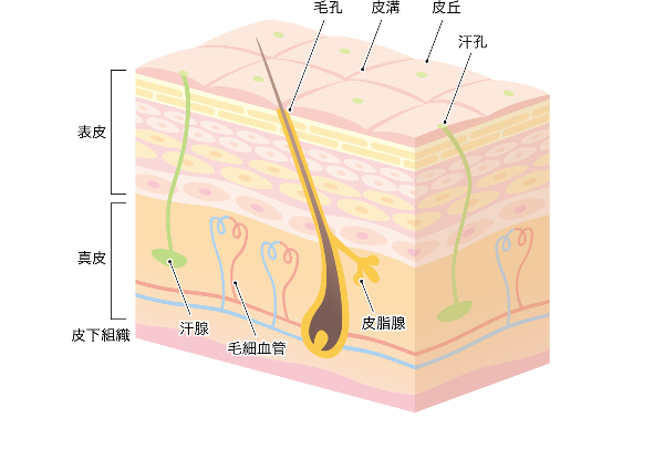 毛根断面