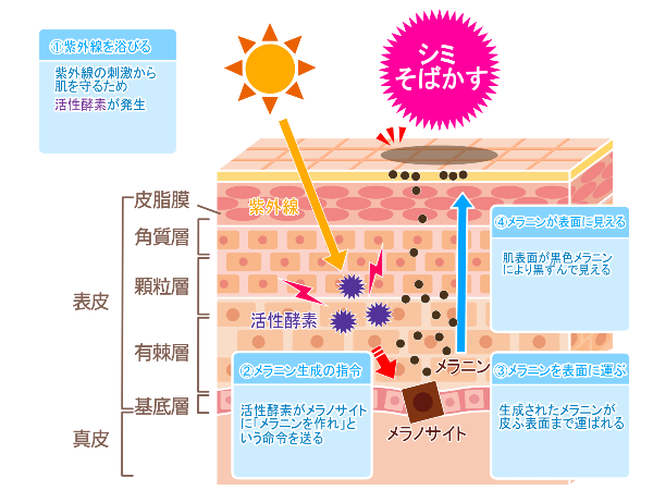 活性酸素悪さ_イラスト