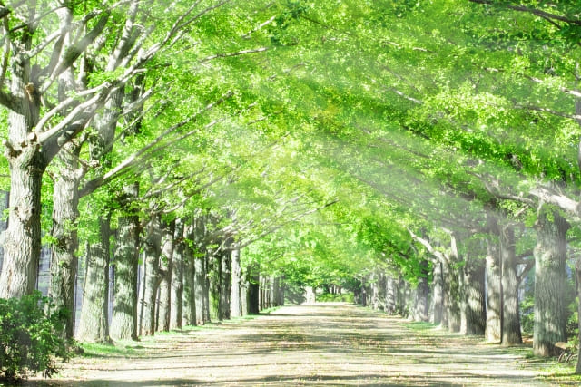 緑と日差し
