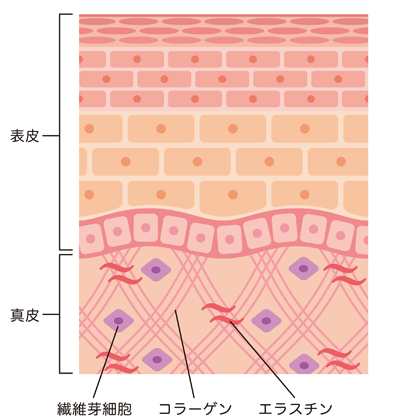 肌断面図