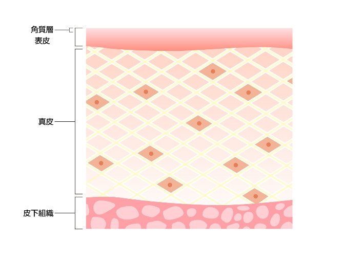 肌断面図2