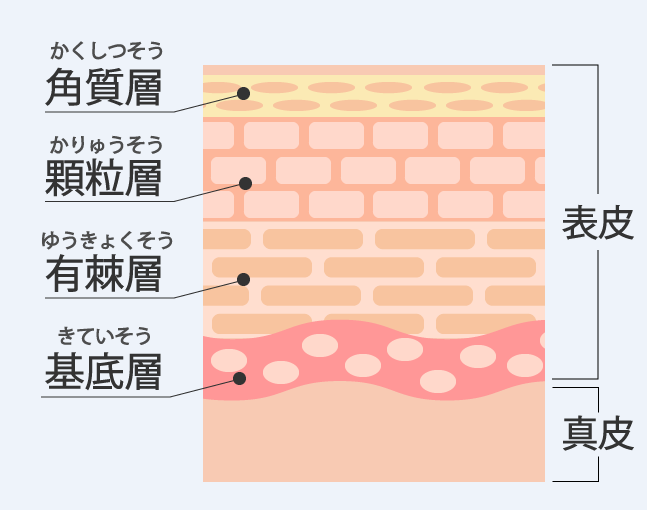 表皮の断面_イラスト