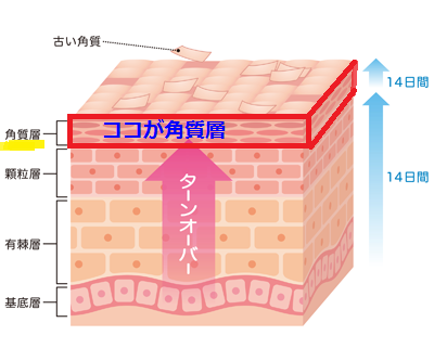 角質層イラスト