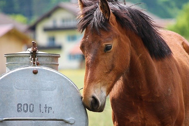馬水飲む