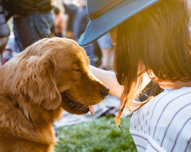 犬を撫でる