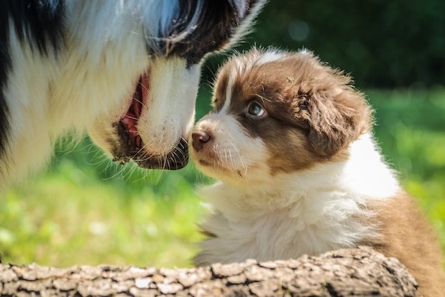 成犬と子犬