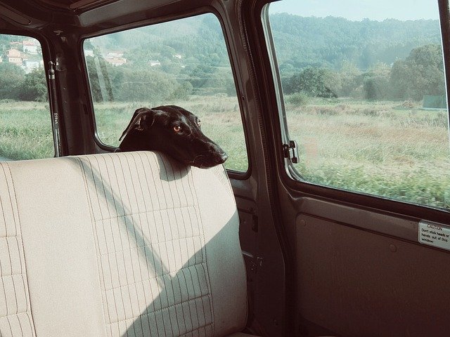 車の中に居る犬