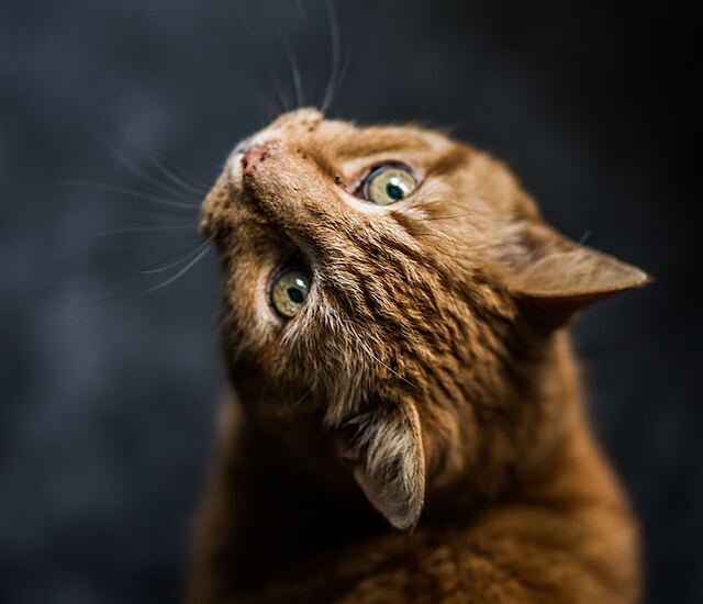 見上げる猫